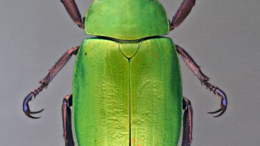 Streetcar: Explore UA's hidden gems